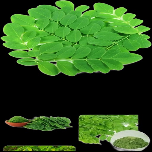 Organic Moringa Drumstick Leaves